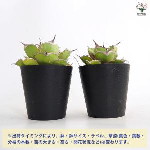 アガベ クレイジー 多肉植物 4号/1個売り ...の詳細画像2