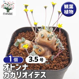 チャボトウジュロ(チャメロプス) ボルケーノ 観葉植物 7号/1個売り