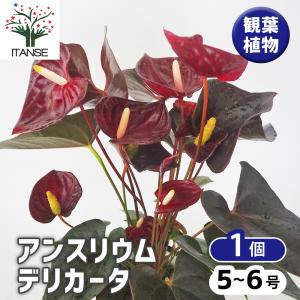 アンスリウム フォルゲッティ 原種 3.5号（10cm）黒ロングポット