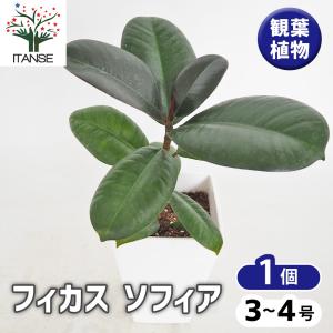 現品お届け】ブーファン ハエマンソイデス 5号（3）｜観葉10-TU : 赤塚