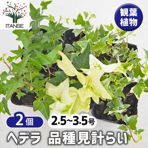 アルピニア バリエガータ（黄斑月桃 キフゲットウ） Alpinia zerumbet
