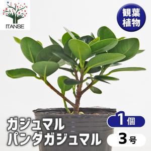 観葉植物：フィカス パンダガジュマル 鉢植え*セラアート8号 受皿付