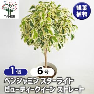 おしゃれ 観葉植物 鉢カバー選べる：フィカス ベンジャミン スター
