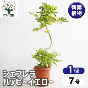 観葉植物 シェフレラ コンパクタ 3.5号 丈夫 育てやすい 管理が楽 半