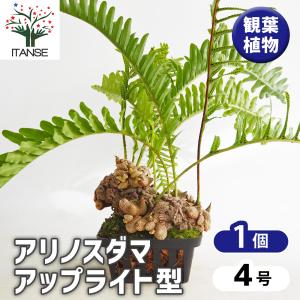 ライチ 篤姫 苗木 実付き ライチ 篤姫 苗木 実付き 2026年最新】篤姫