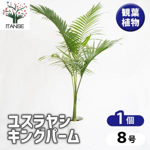 ITANSE ビロウヤシ 観葉植物 6号鉢/1個売り ヤシ ヤシ科 ジャワビロウ