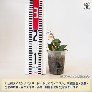 ホヤ (桜ラン) カウダータ スマトラ 観葉植...の詳細画像1