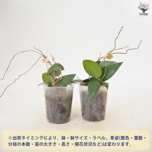 ホヤ (桜ラン) カウダータ スマトラ 観葉植...の詳細画像2
