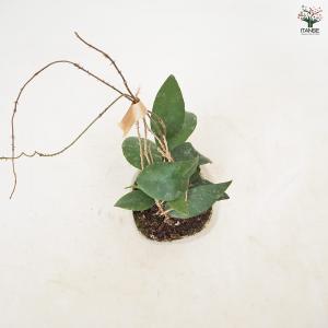 ホヤ (桜ラン) カウダータ スマトラ 観葉植...の詳細画像3