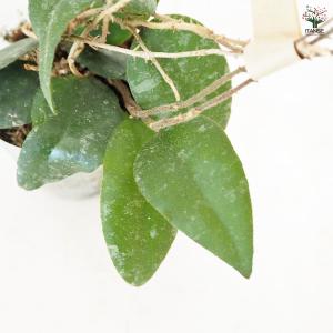 ホヤ (桜ラン) カウダータ スマトラ 観葉植...の詳細画像5