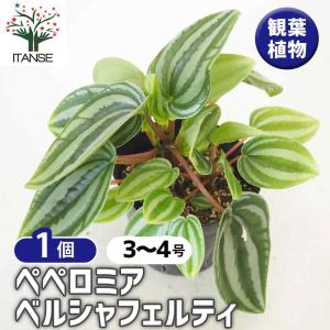 観葉植物：ポリシャス ロベル*7号セラアート鉢 受皿付 バークチップ