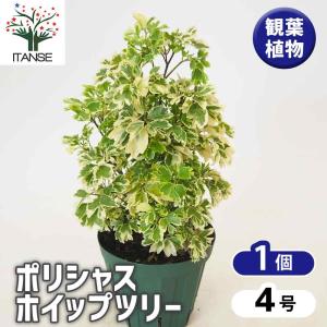 特大　超希少　ポリシャス　フルチコーサ　タイワンモミジ　7号 観葉植物：ポリシャス フルチコーサ*タイワンモミジ 7号セラアート鉢