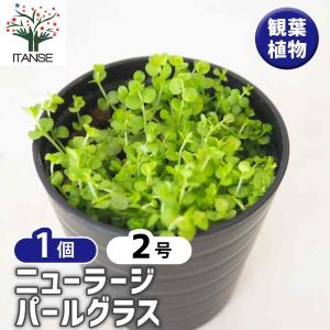 タビビトノキのタネ（旅人の木の種 / 扇芭蕉の木） Lサイズ 1個 送料