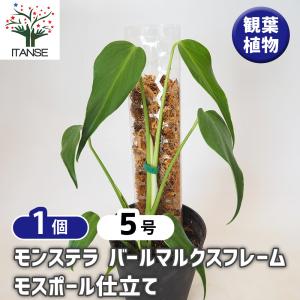 観葉植物：アエオニウム 白鳳錦*5号 ハクホウニシキ : 遊恵盆栽 Yahoo