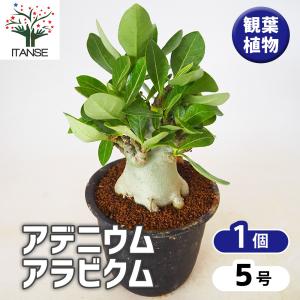 アデニウム オベスム 斑入 Dang Rung Thong 観葉植物 4号/1個売り