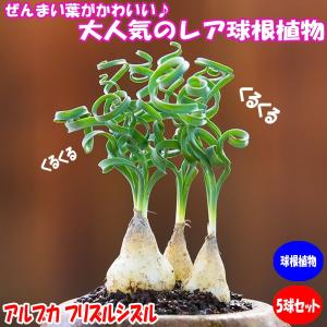 ITANSE アルブカ フリズルシズル 球根5球セット 送料無料 イタンセ公式