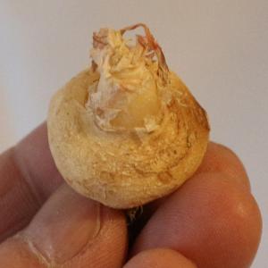 ITANSE アルブカ フリズルシズル 球根5...の詳細画像2
