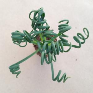 ITANSE アルブカ フリズルシズル 球根5...の詳細画像3