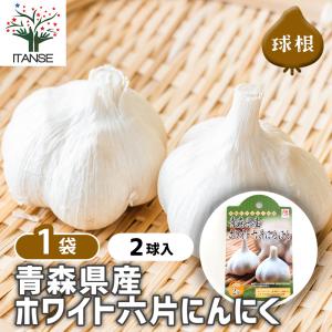 野菜苗 植物 青果物販売のitanse 球根類 Yahoo ショッピング