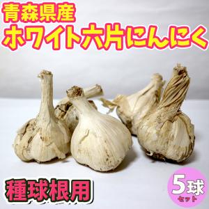 人気 野菜種球根 ホワイト六片にんにく 5個