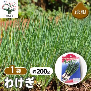 人気 野菜種球根 わけぎ 充填時200g 1袋