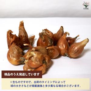 ITANSE 人気 野菜種球根 わけぎ 充填時...の詳細画像3