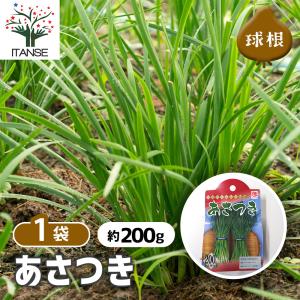 人気 野菜種球根 あさつき 充填時200g 1袋