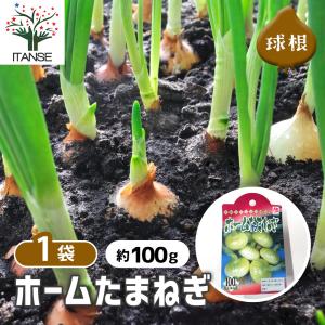 ITANSE 人気 野菜種球根 ホームたまねぎ 充填時100g 1袋