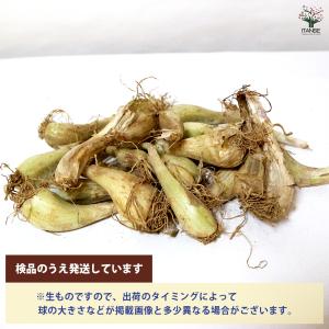 ITANSE 人気 野菜種球根 らっきょう 充...の詳細画像3