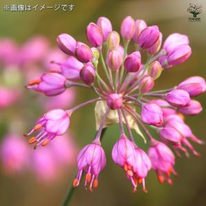 ITANSE 人気 野菜種球根 らっきょう 充...の詳細画像5