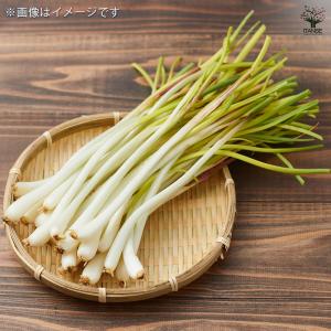 ITANSE らっきょう種球根 島らっきょう ...の詳細画像1