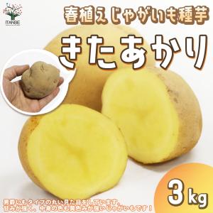 ITANSE じゃがいもの種芋 品種:キタアカリ...の商品画像