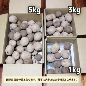 ITANSE じゃがいもの種芋 品種:キタアカ...の詳細画像2