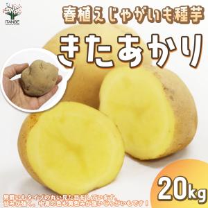 ITANSE じゃがいもの種芋 品種:キタアカリ...の商品画像