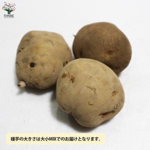 ITANSE じゃがいもの種芋 品種:キタアカ...の詳細画像1