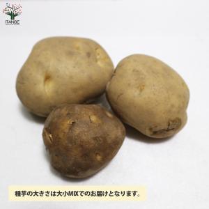 ITANSE じゃがいもの種芋 品種:男爵(だ...の詳細画像1