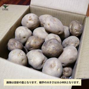 ITANSE じゃがいもの種芋 品種:男爵(だ...の詳細画像2