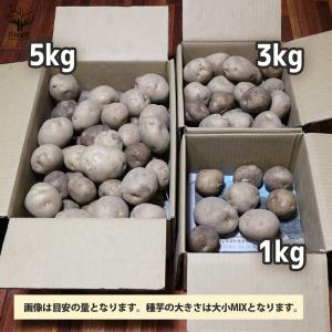 ITANSE じゃがいもの種芋 品種:男爵(だ...の詳細画像3
