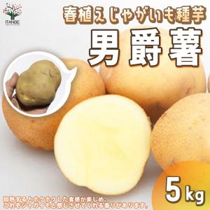 ITANSE じゃがいもの種芋 品種:男爵(だんしゃく) 種ばれいしょ 野菜種芋 5kg(充填時) 鉢植え 馬鈴薯種芋 送料無料 イタンセ公式｜itanse