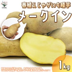 じゃがいもの種芋 品種:メークイン 種ばれいしょ 野菜種芋 1kg (充填時) 鉢植え ベランダ菜園の商品画像