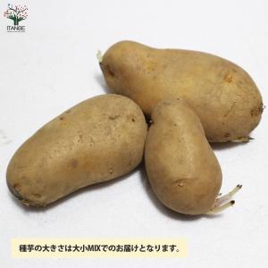 ITANSE じゃがいもの種芋 品種:メークイ...の詳細画像1