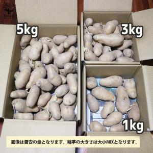 ITANSE じゃがいもの種芋 品種:メークイ...の詳細画像3