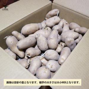 ITANSE じゃがいもの種芋 品種:メークイ...の詳細画像2