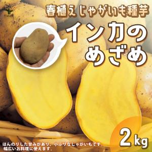 ITANSE じゃがいもの種芋 品種:インカのめざめ 野菜種芋 2kg(充填時) 鉢植え ベランダ菜園 送料無料 イタンセ公式｜itanse