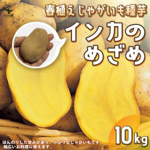 ITANSE じゃがいもの種芋 品種:インカのめざめ 野菜種芋 10kg(充填時) 鉢植え ベランダ菜園 送料無料 イタンセ公式｜itanse