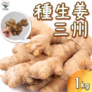 種生姜 千葉県産三州生姜10kg : 生姜工房 - 通販 - Yahoo!ショッピング