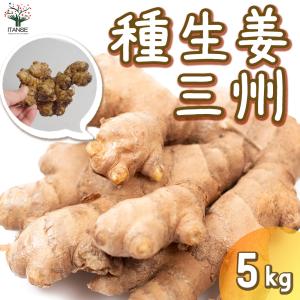 生姜種子】小生姜（こしょうが）千葉県産「三州生姜/品種名：三州白芽