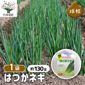 はつかねぎ 野菜の苗 充填時130g /1個売り...の商品画像