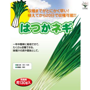 はつかねぎ 野菜の苗 充填時130g /1個売...の詳細画像2