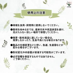 はつかねぎ 野菜の苗 充填時130g /1個売...の詳細画像3